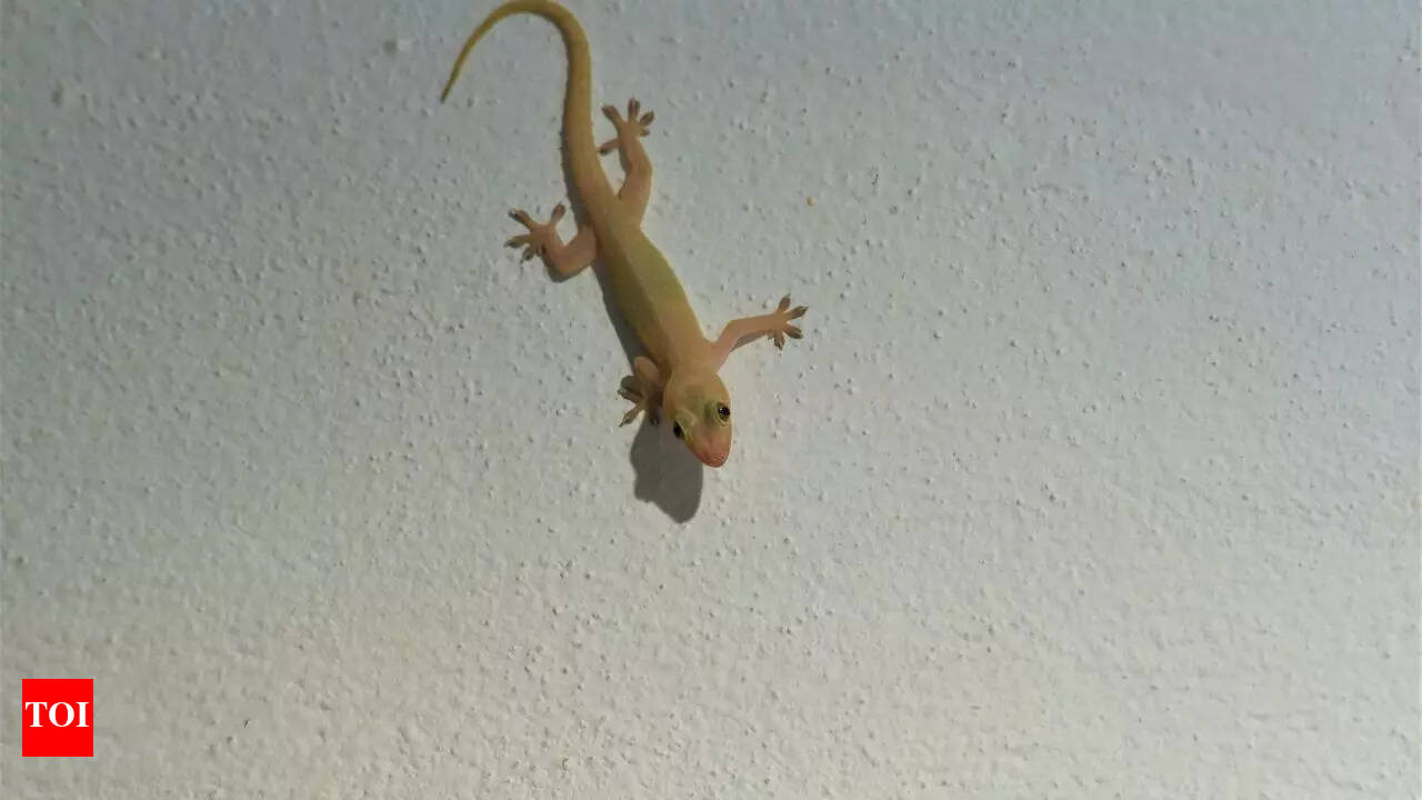 8 natural home remedies to remove lizards from your house this summer | -  Times of India