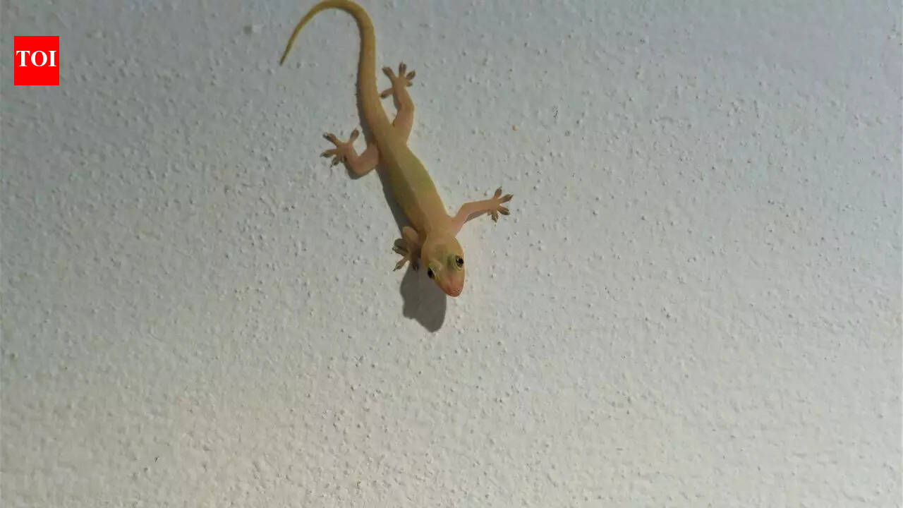 8 natural home remedies to remove lizards from your house this summer