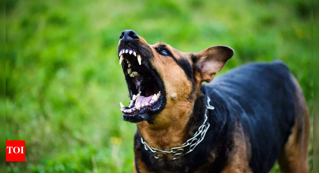 gabapentin for dogs for humans