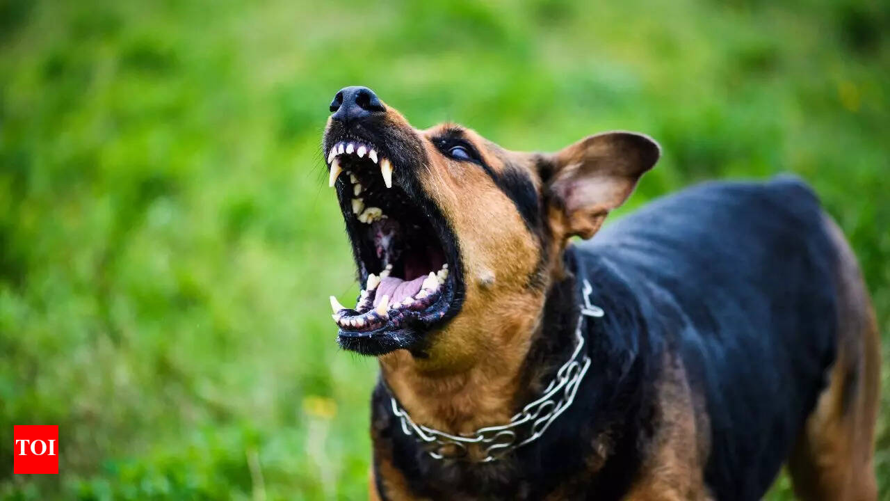 Bad Ass Dog Breeds: Fierce Companions Unleashed