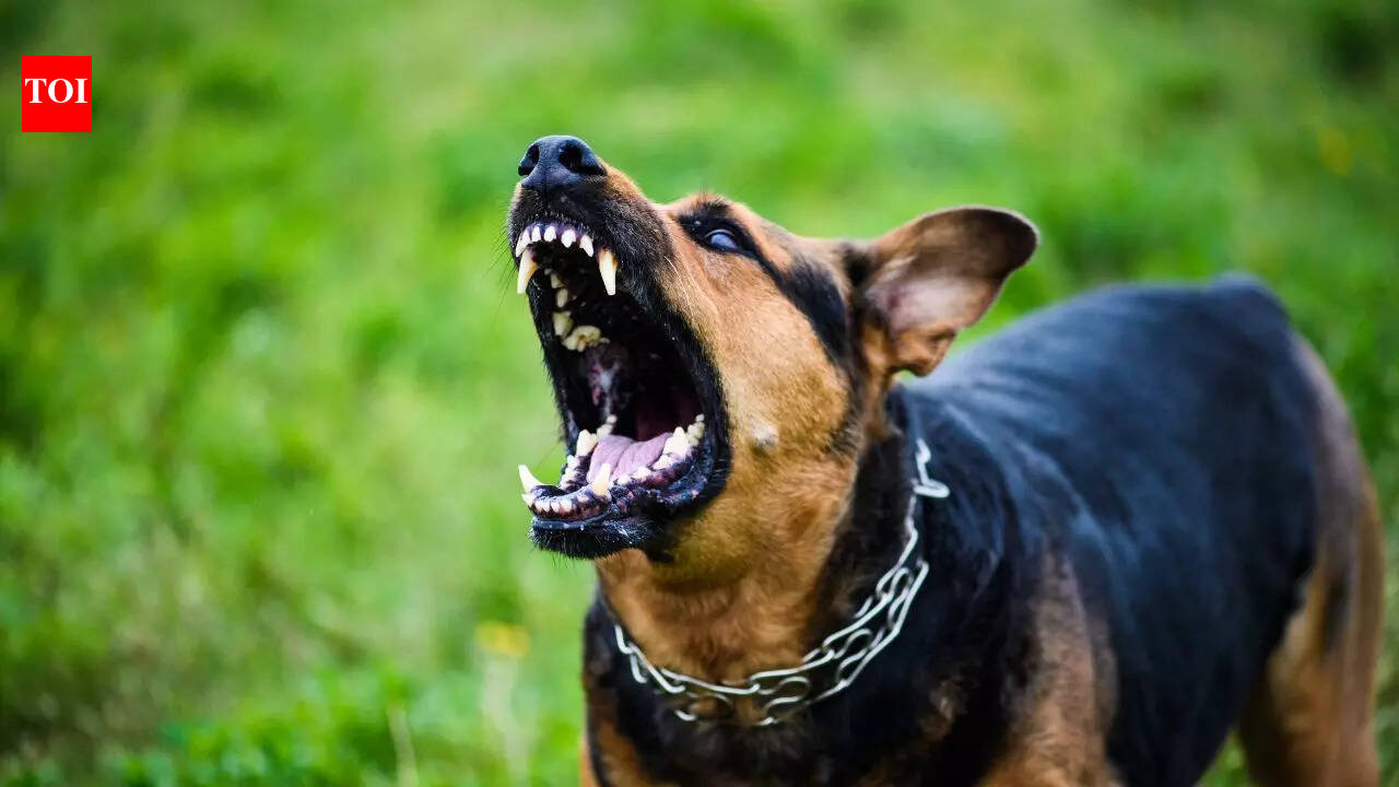 Top 10 aggressive dog breeds you should never own without training ...
