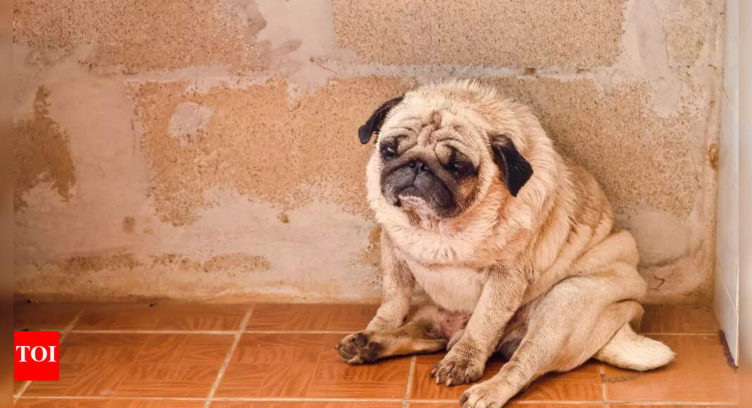Signs and symptoms that your dog might be dying of cancer |