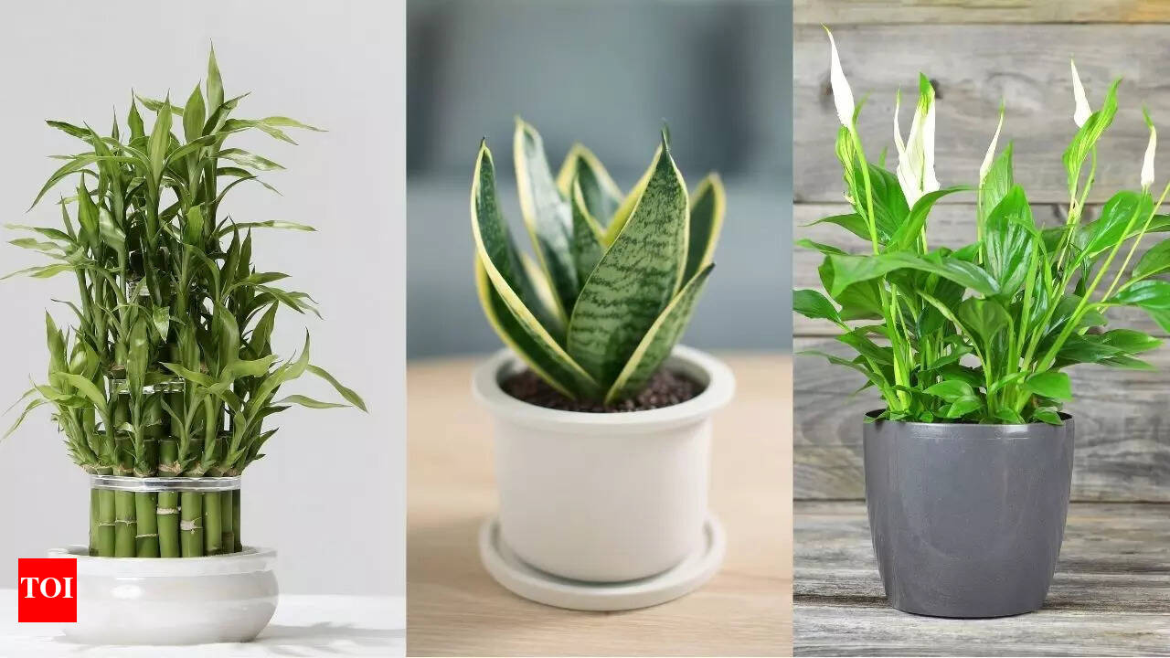 10 best small plants for your office desk | - Times of India