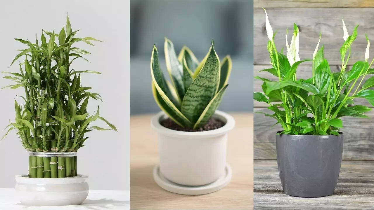 10 best small plants for your office desk | - Times of India