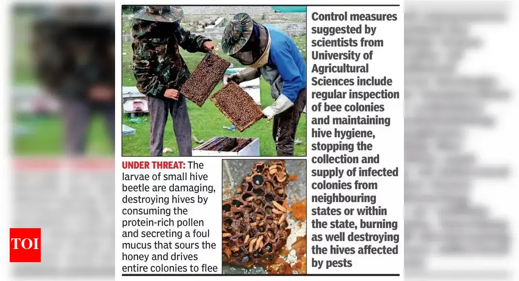 Honey turns sour as beehives in Karnataka come under attack