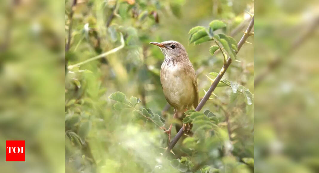 Elusive warbler spotted in Ladakh after 46-year gap