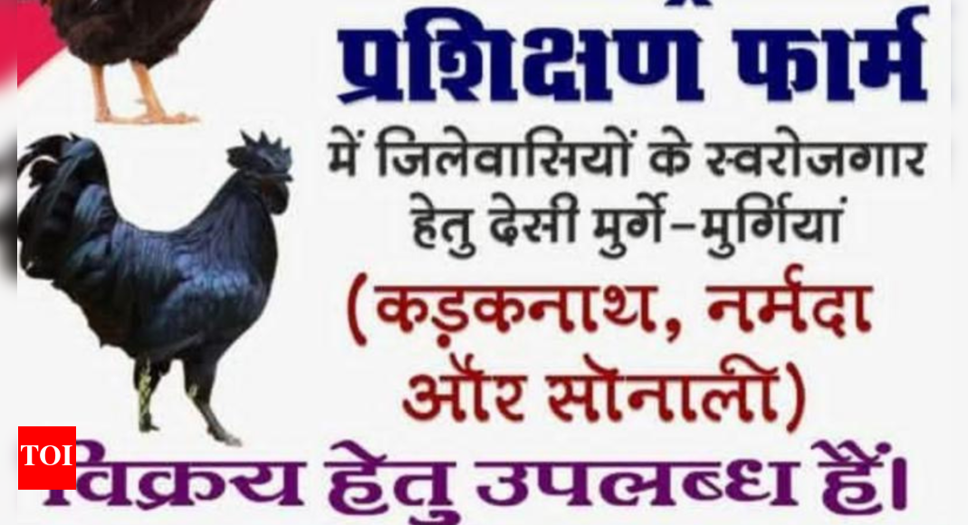 MP college brands chicken breed 'Narmada', sparks row