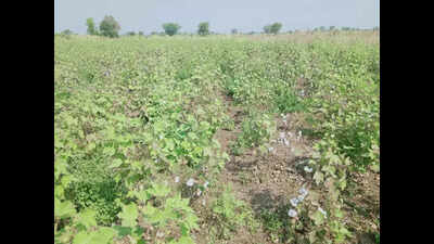 Aromatic crop farming gains ground in Maharashtra as sustainable livelihood