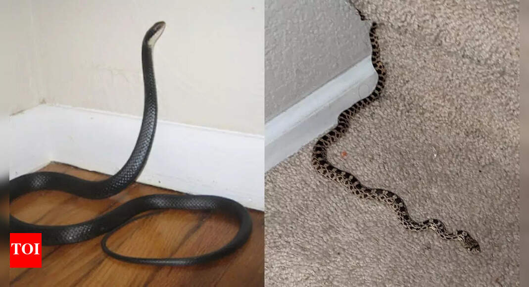Spotted a snake indoors during monsoon? Here’s what you should do ...