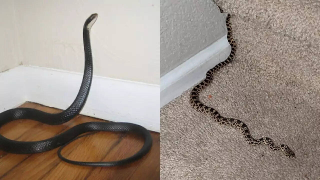 Snakes in Walls of Home: How to Detect and Safely Remove Them