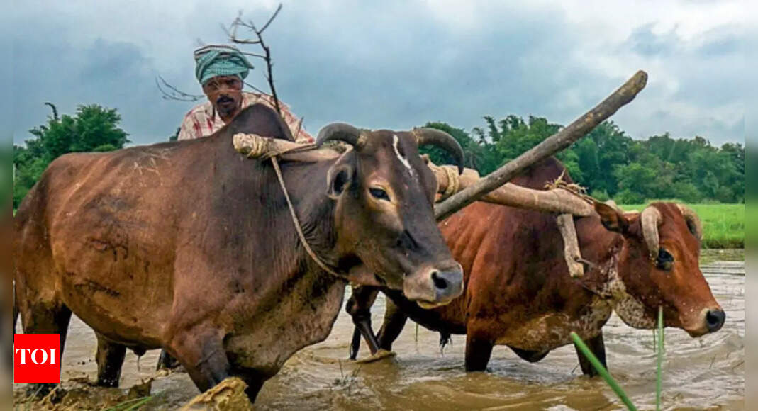 Agri income stagnates: Costs outpace gains for farmers; margins fall across crops
