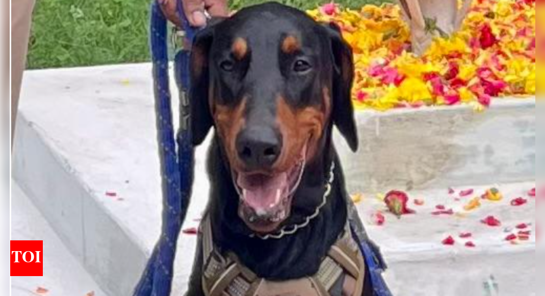 Buran the dog  Forest dept's sniffer dog dies after being run over by govt bus in