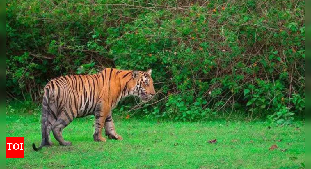 Pilibhit killer tigress: 18 govt schools shut across 15 villages after 3 deaths