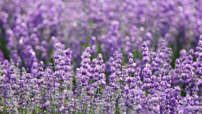 8 beautiful lavender plants to add fragrance, colour, and garden appeal to your space