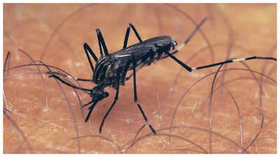 Philadelphia confirms first West Nile Virus mosquito pool; know all about the viral disease, symptoms and treatment