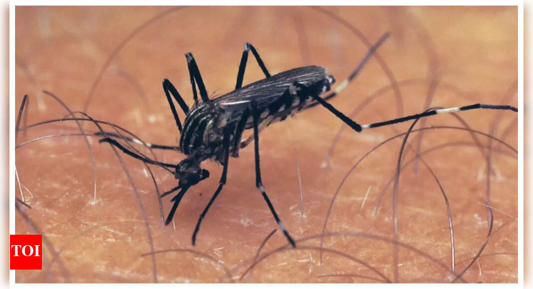 Philadelphia confirms first West Nile Virus mosquito pool; know all about the viral disease, symptoms and treatment – Times of India
