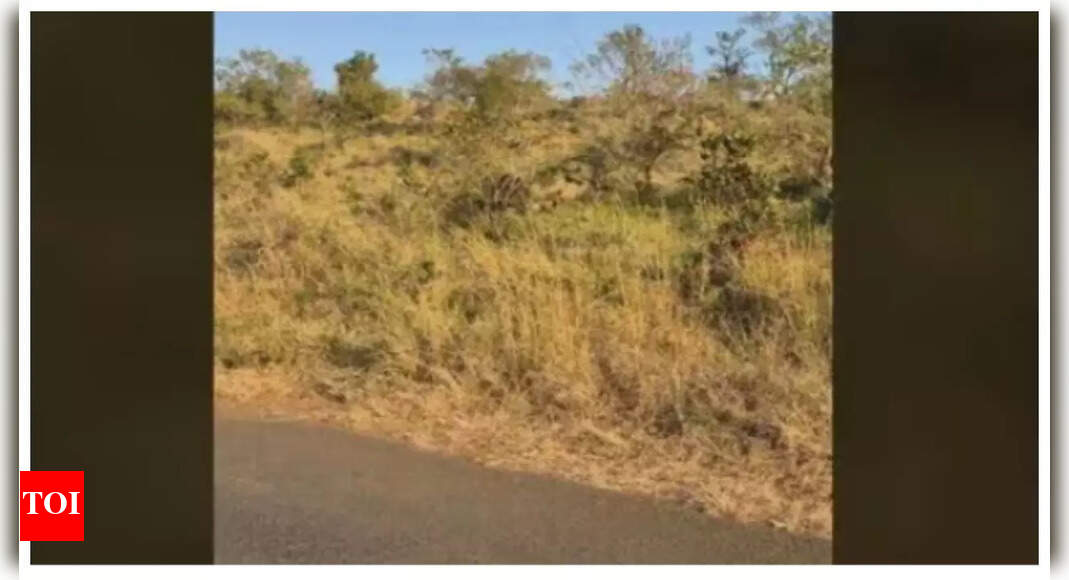 Optical illusion: Can you spot the hidden buffalo in under 5 seconds? – Times of India