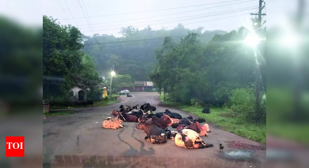Kavlem Locals Concerned About Risks from Stray Cattle and Wild Animals