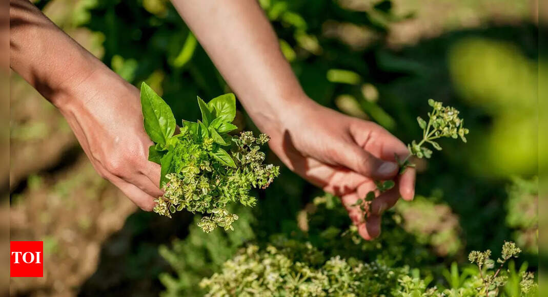 8 must-have herbs for your kitchen garden | – Times of India