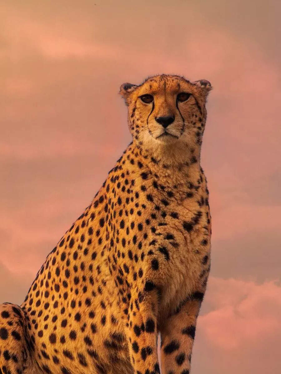 10 natural sounds you won’t believe come from animals | Times of India