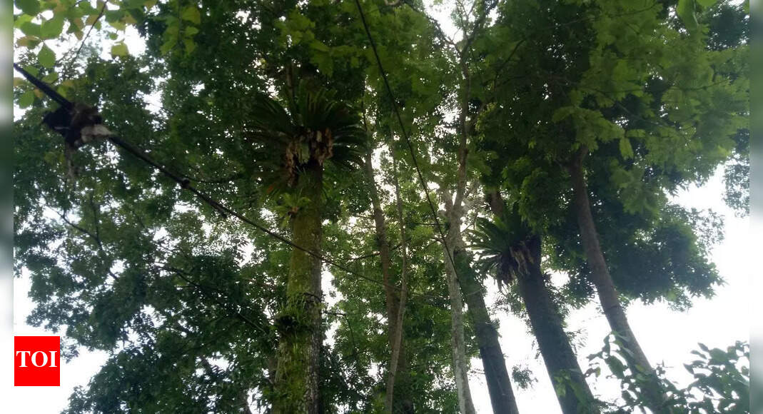 Turn Rs 200 into Rs 1 Lakh: Why Mahogany tree farming is India’s new ...