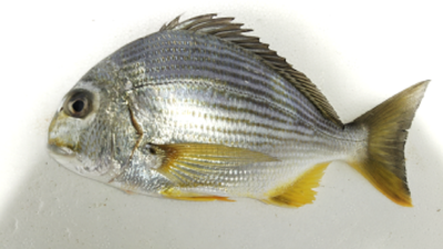 ICAR-CIBA Scientists Sequence Goldlined Seabream Genome to Boost Aquaculture Potential in India