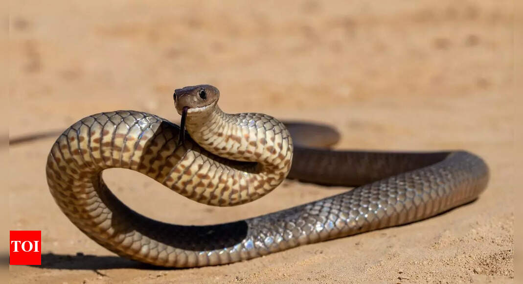 Snake in your dream? Here is what your mind is trying to tell you | – Times of India