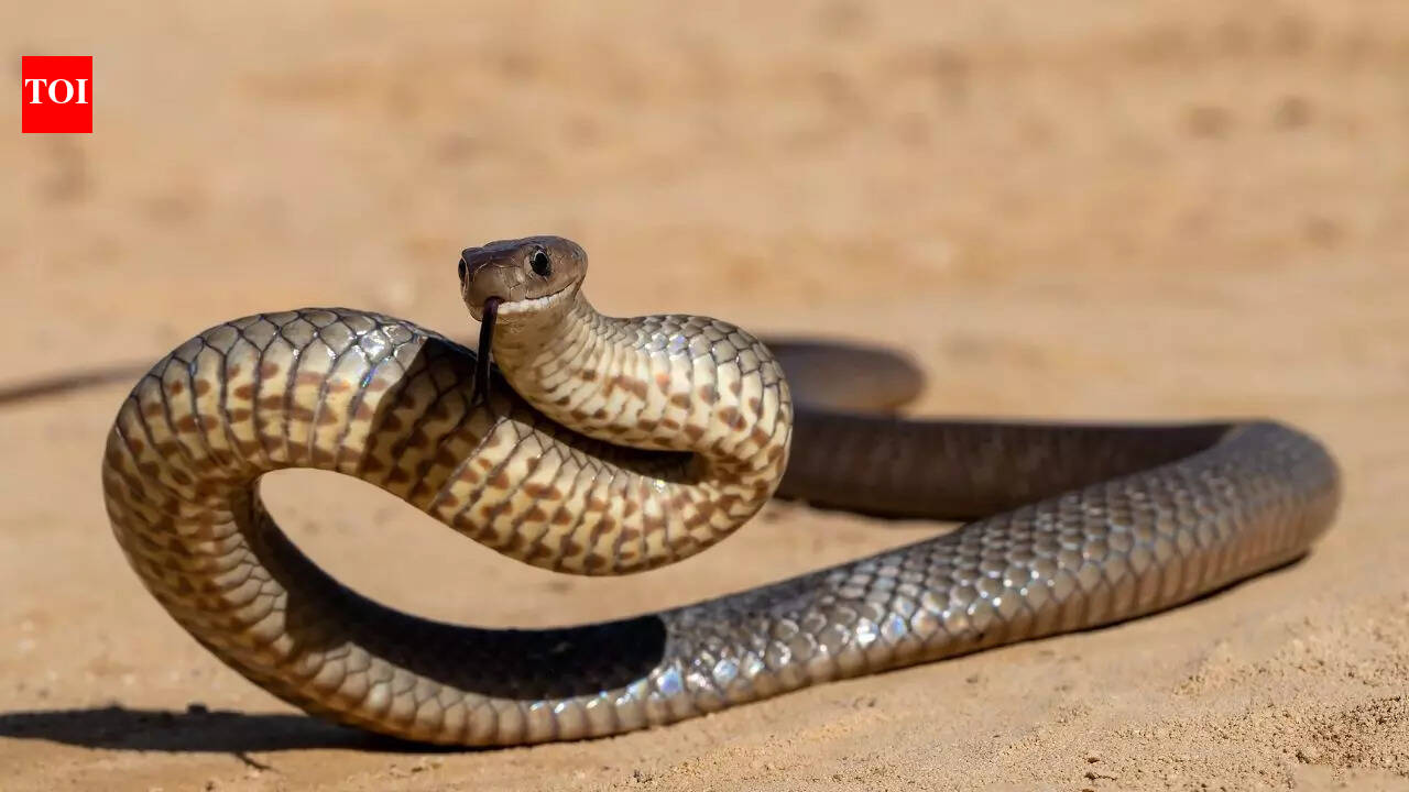 Snake in your dream? Here is what your mind is trying to tell you ...