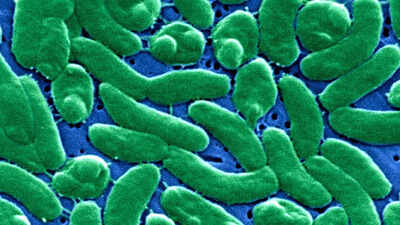  Here’s what you need to know about Vibrio vulnificus