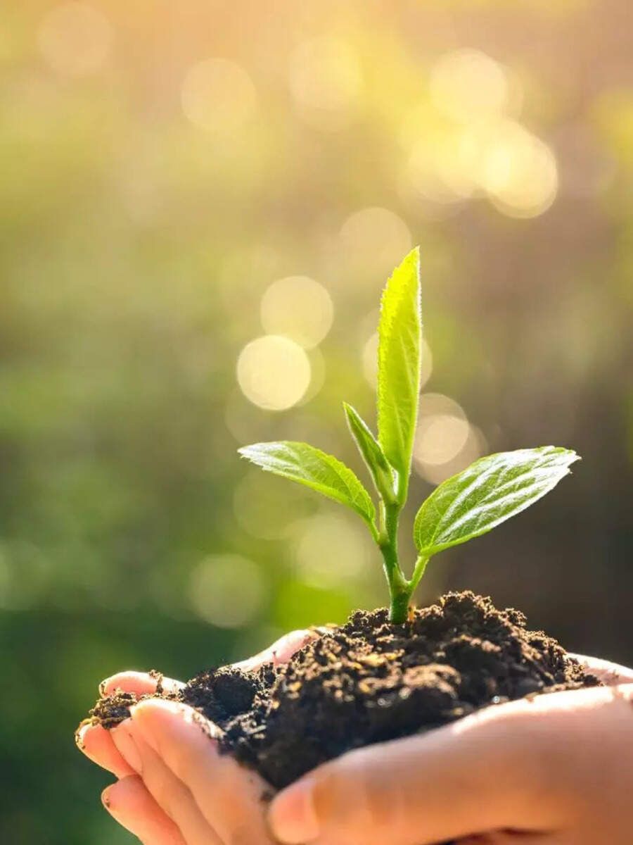 Rooted right: Top 8 soils for tree Growth | Times of India