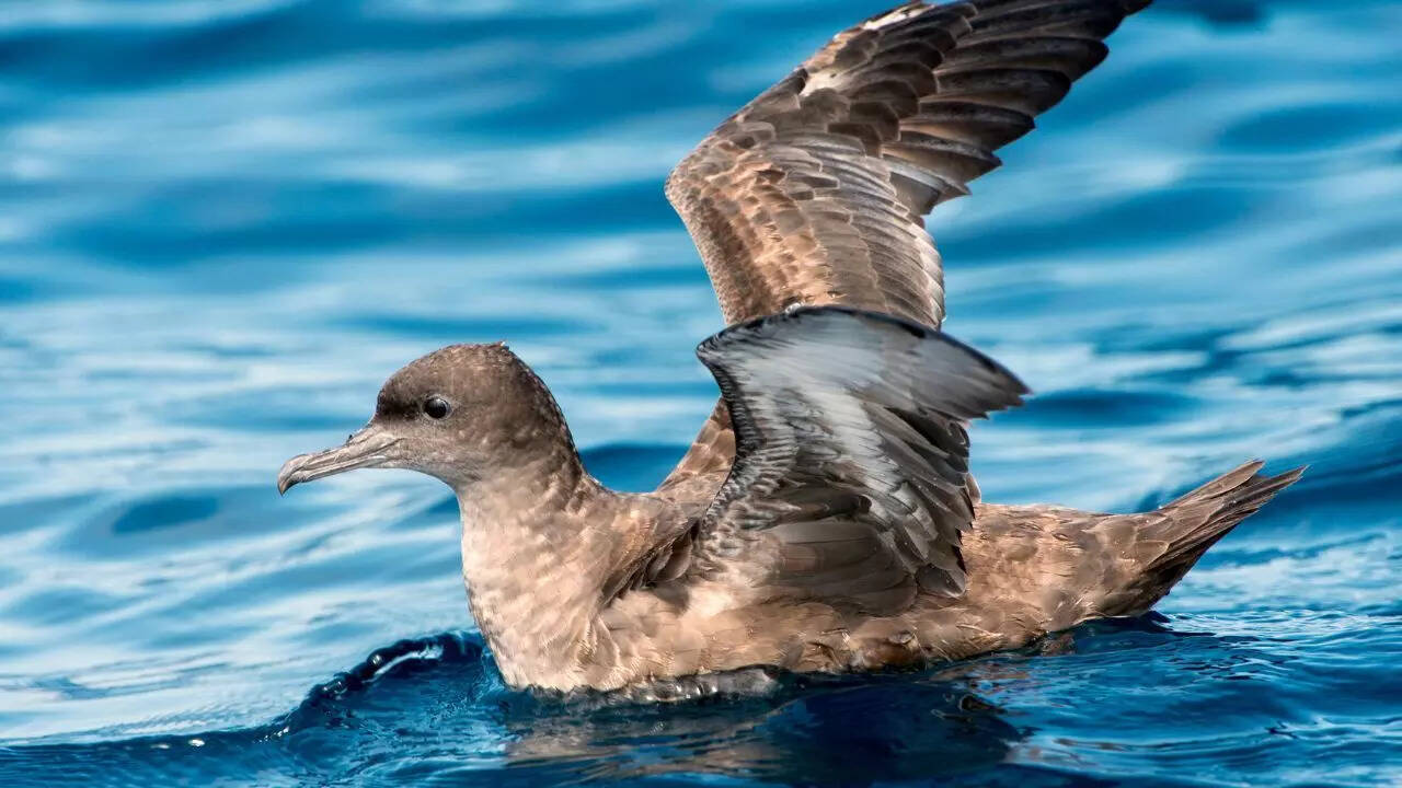 Which Bird Migrates Nonstop the Longest: Stunning Flight Records Revealed