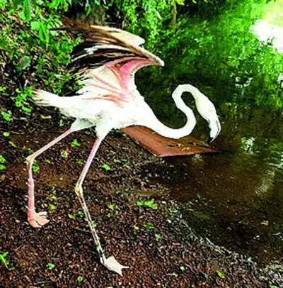 After leg amputated due to injury, flamingo may fly with prosthesis