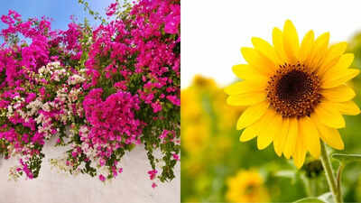 8 best fast-growing and low-maintenance plants for your garden