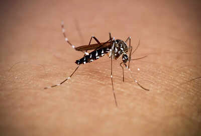 Alert about Chikungunya virus: How mosquito bite this monson can cause severe arthritis similar to pain that can last up to 5 years