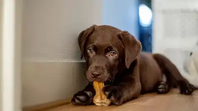 Are bones recommended for pets? Nutritionist explains