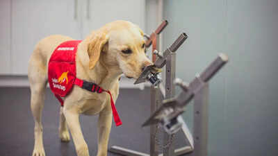 Dogs can detect Parkinson’s disease through smell, study reveals