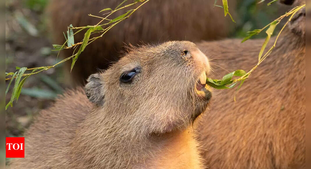 10 exotic pets you can actually keep at home