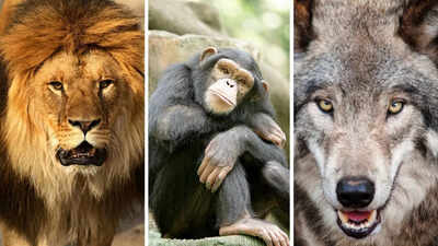  5 real-life animal rivalries driven by survival