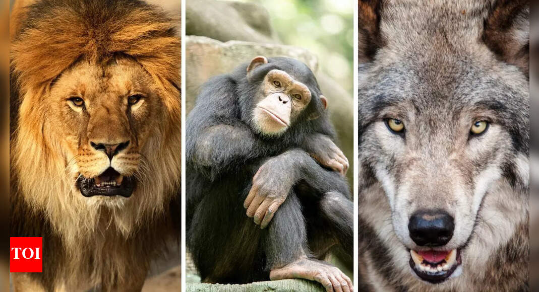 Inside the wild: 5 real-life animal rivalries driven by survival