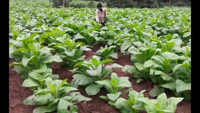 Do not grow Black Burley tobacco for next crop season, govt tells farmers |  Vijayawada News