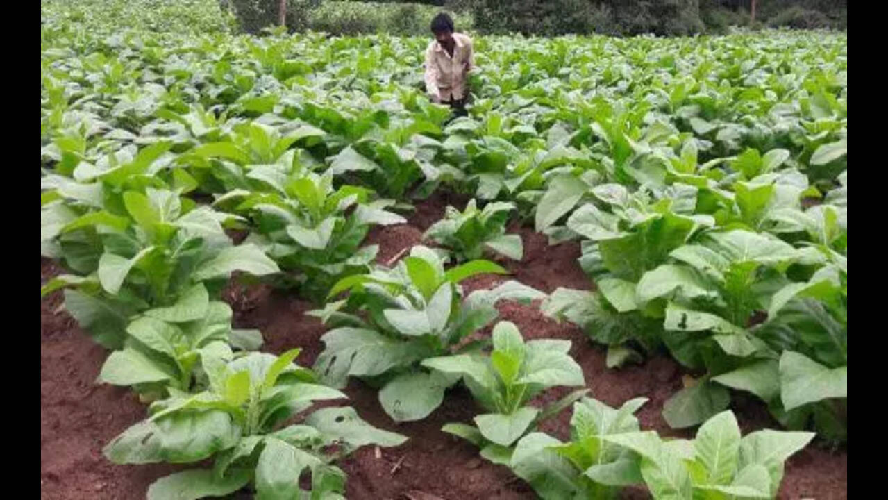 Do not grow Black Burley tobacco for next crop season, govt tells farmers |  Vijayawada News
