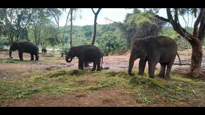 Four jumbos to fly from Bannerughatta Biological Park to Japanese zoo today