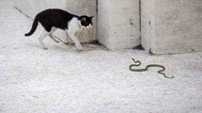 Can a cat kill a king cobra? Surprising facts about this deadly face-off