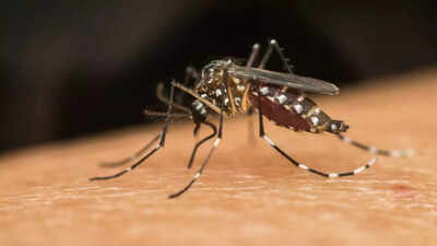 Dengue in monsoon: 10 Symptoms you shouldn’t ignore and how to stay protected