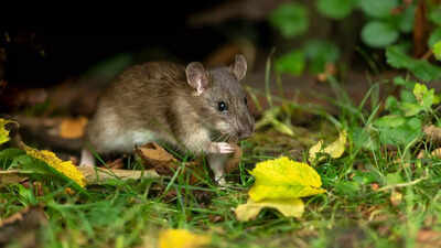 How to keep rats out of your garden: Effective tips and solutions