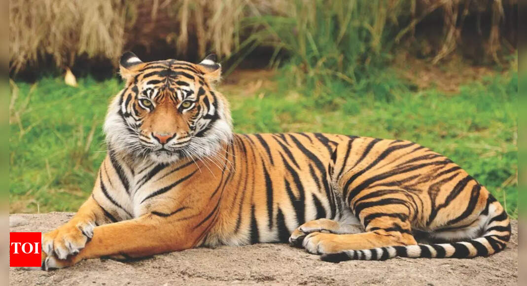 Karnataka's Kodagu tiger search paused after 7 days with no signs