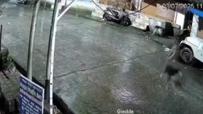 Снимки от вирусного видео Леопардовый или кошка?: Собаки преследуют животное, прежде чем они узнают, что это на самом деле - смотрите вирусное видео