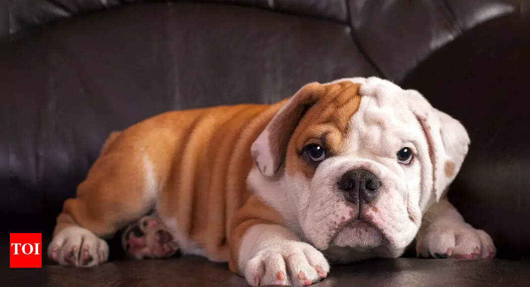 7 unique dog breeds without tails