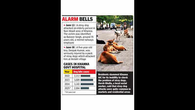 Dogs maul elderly woman, leave her seriously injured | Ludhiana News ...