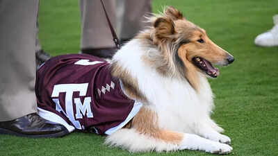 Emergency surgery for Texas A&M’s Reveille X sparks emotional fan response